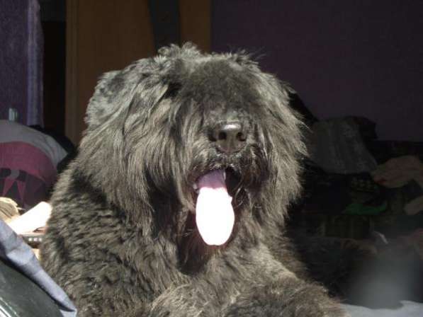 Продаються щенки бувье де фландр в Санкт-Петербурге фото 3