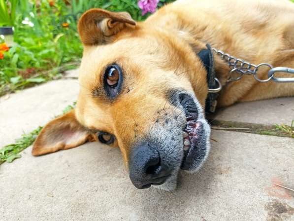 Друг в добрые руки в Москве фото 5