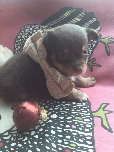 Маленькая собака в Нижнем Новгороде