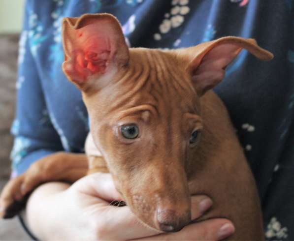 Продам щенков Чирнеко дель Этна в Нижнем Новгороде фото 12