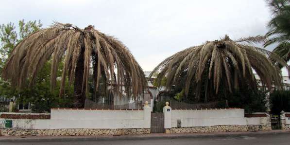 Ваши пальмы без Долгоносиков и Мотылька в Сочи фото 4