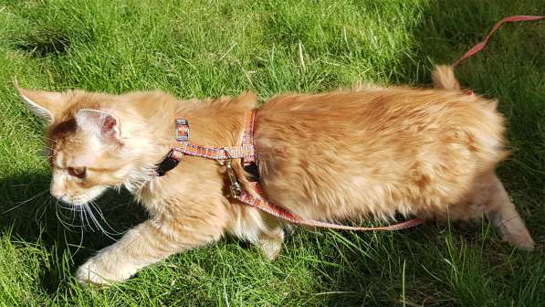 Продаётся красная девочка мейн-кун в Санкт-Петербурге фото 22