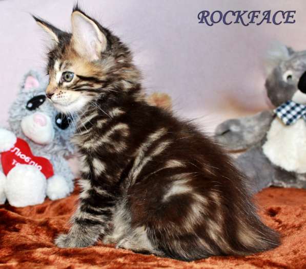 Котик мейн-кун от титулованных родителей в Астрахани фото 7