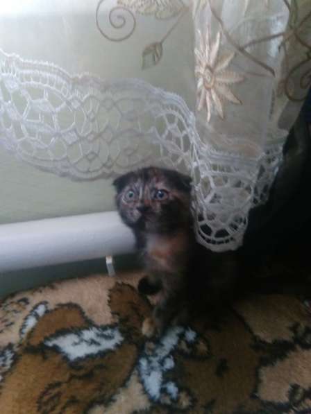 Британские котята в Барнауле фото 4