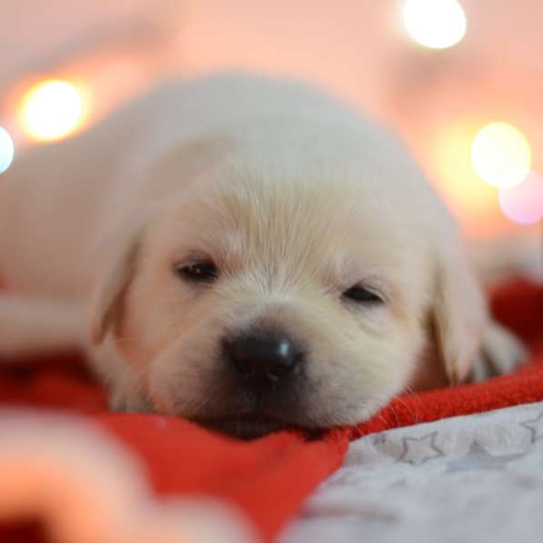 Щенки лабрадора ретривера в фото 30