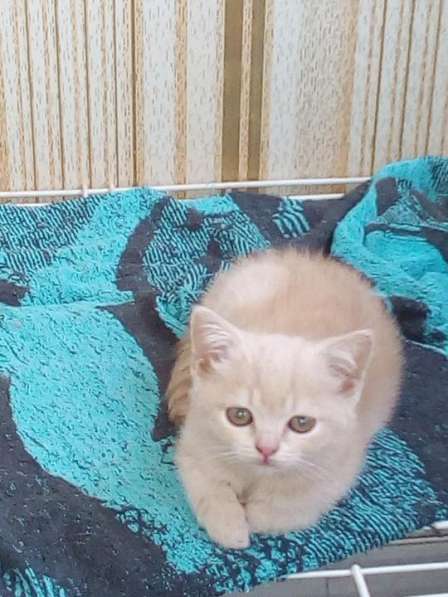 Продам шотландского котёнка в Челябинске