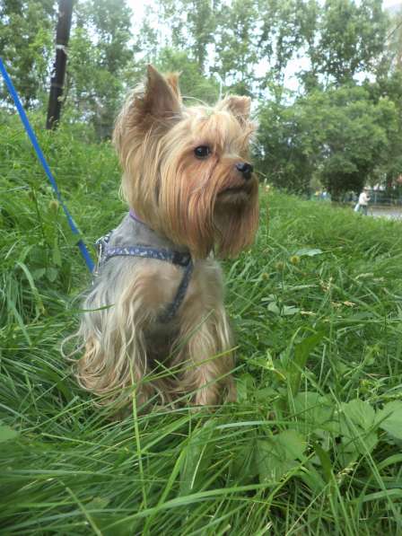 Йоркширский терьер. вязка в Новосибирске фото 15