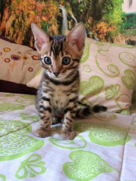 Бенгальские котята в фото 6