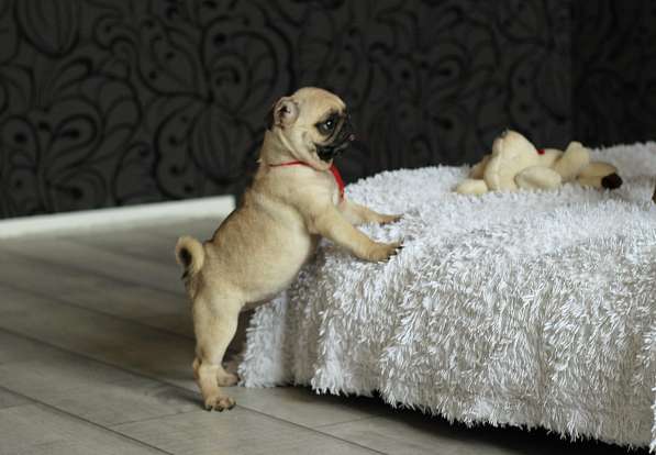 Щенки Мопса в Новосибирске фото 24