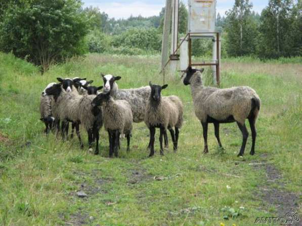 Романовские овцы в Омске