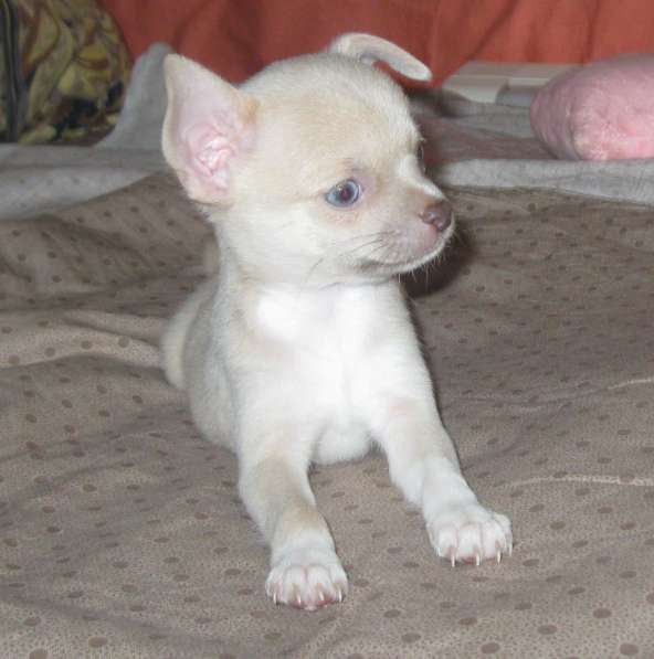 Шикарный мальчик чихуахуа в Москве фото 7