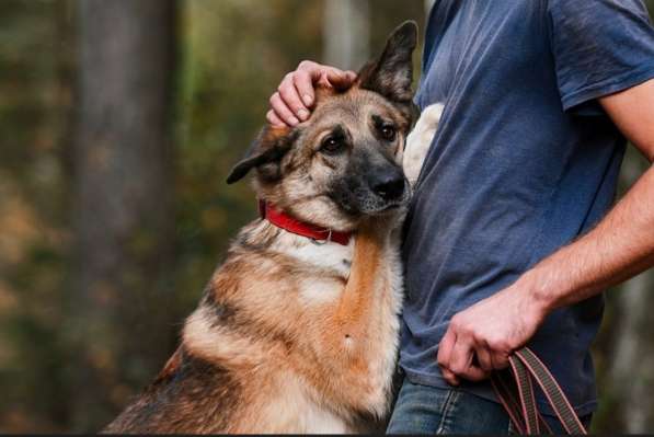 Собака Харви мечтает стать домашним