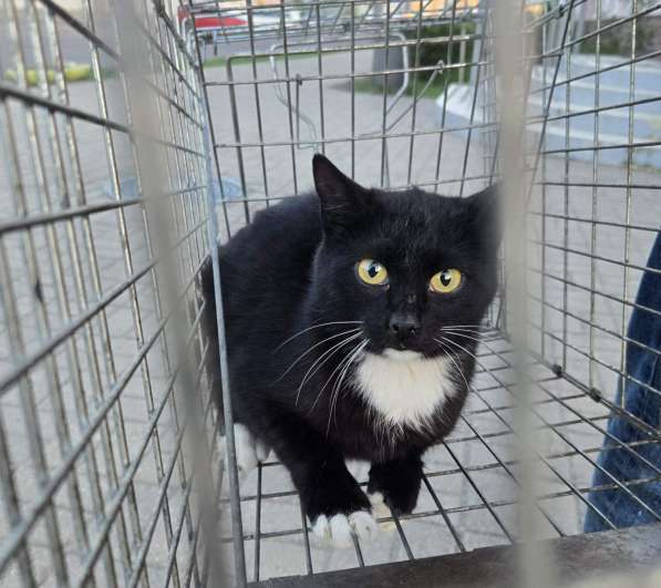 Молодая спокойная кошка в дар в фото 4