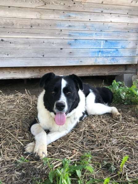 Белый Бим чёрное ухо в Москве фото 9