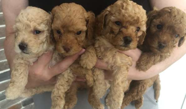 Той-пудель щенки