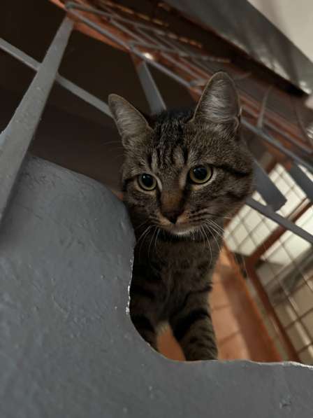 Кот в Казани фото 3