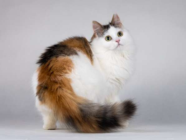 Ласковая Зая, котёнок-подросток, девочка, трёхцветка в Москве фото 9