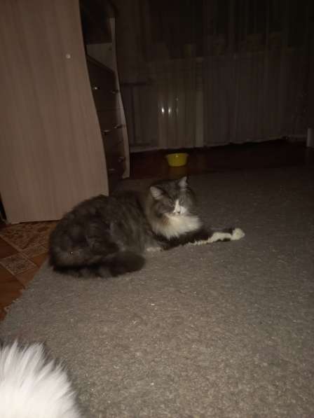 Кот сибиряк,4 года в Новосибирске фото 55