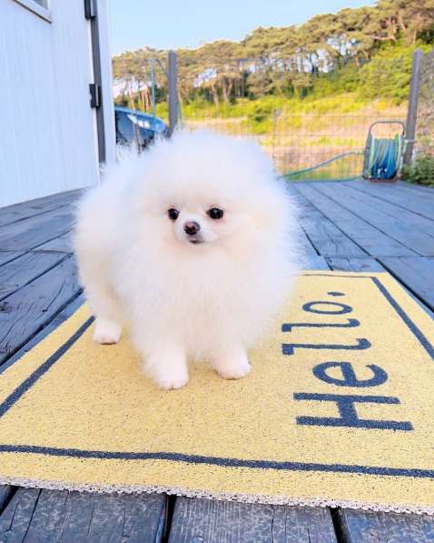 Померанского шпица в Москве