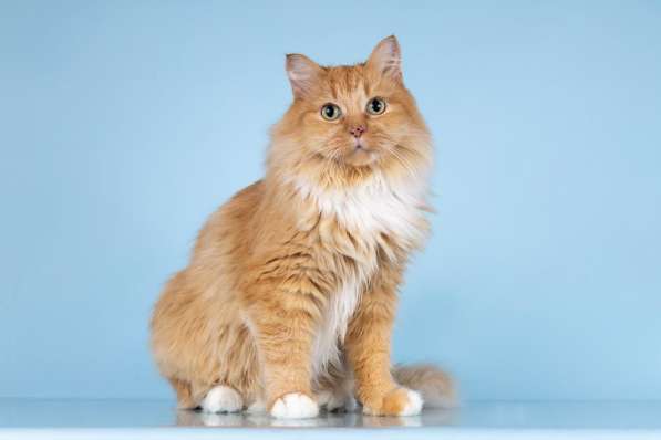 Кошечка Дюймовочка ищет доброе сердце в Москве фото 5