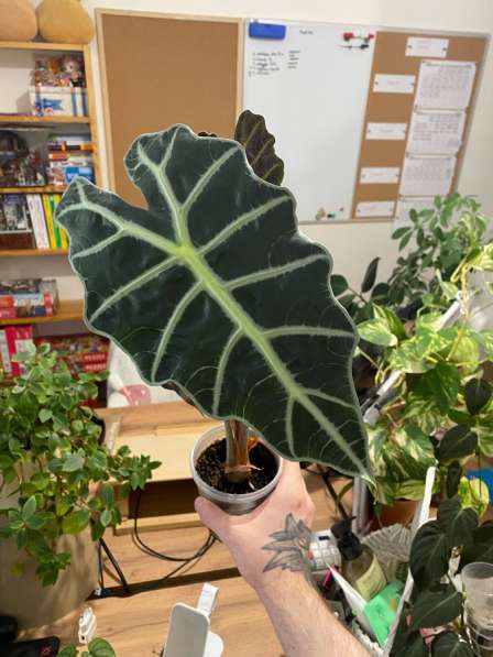 Алоказия Полли