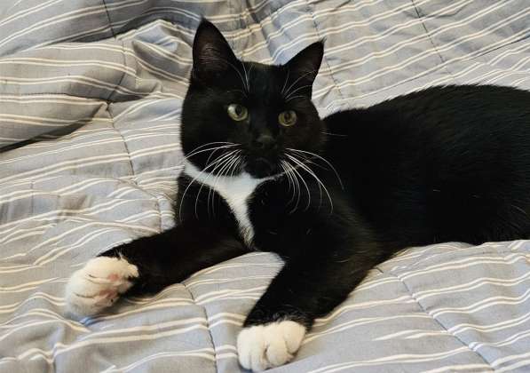 Очаровательная кошка Соня в дар в фото 4
