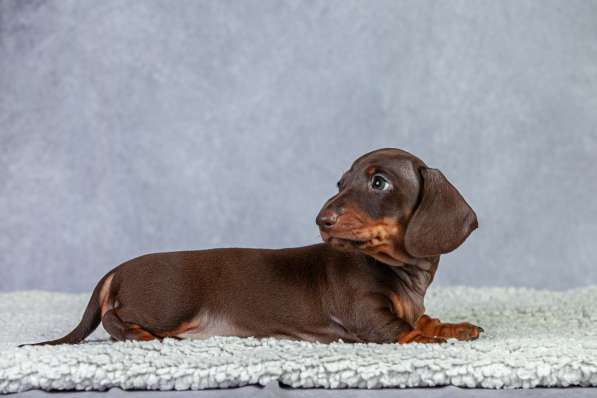 Таксы кроличьи от чемпионов в Москве фото 3