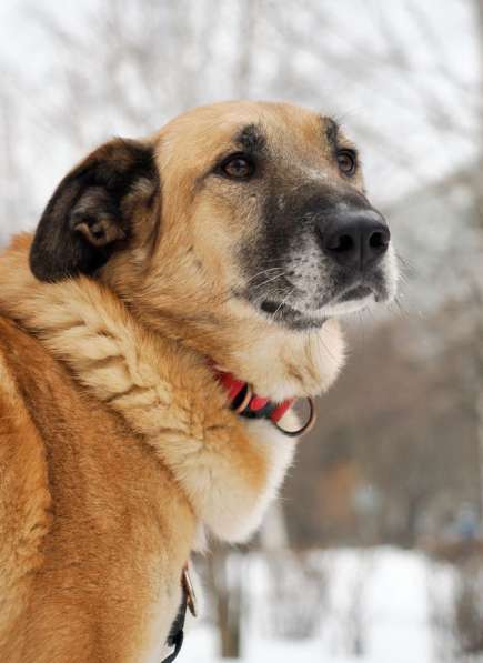 Собака Эльза в Москве