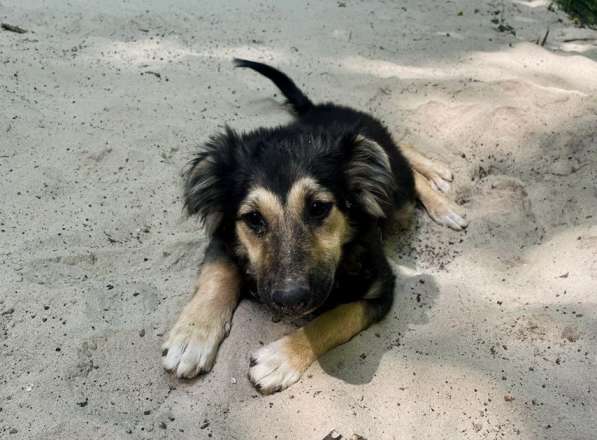 Хорошенький щенок с пушистыми ушками в Санкт-Петербурге фото 19