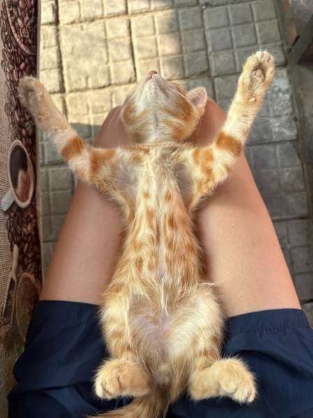 Котенок котик в Ростове-на-Дону