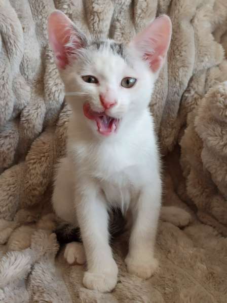 Ищет дом нежный котёнок, 2 мес в фото 6