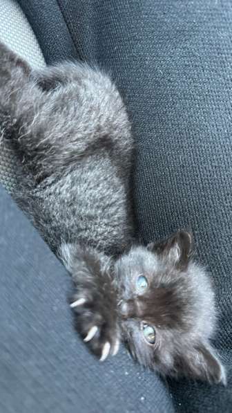 Отдам в добрые руки в Азове фото 4