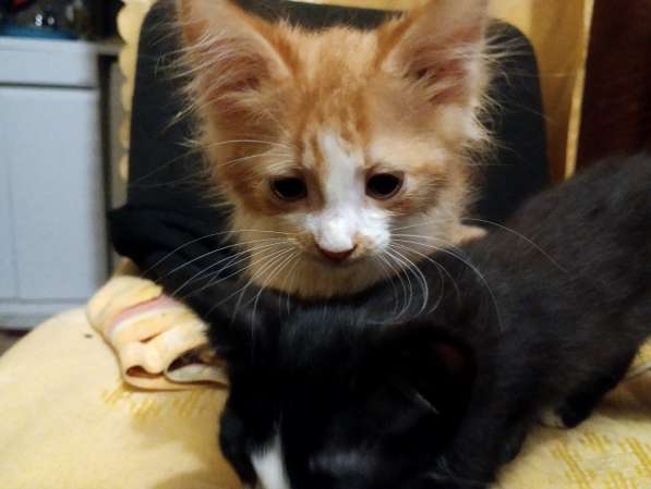 Отдам в хорошие добрые руки в фото 3