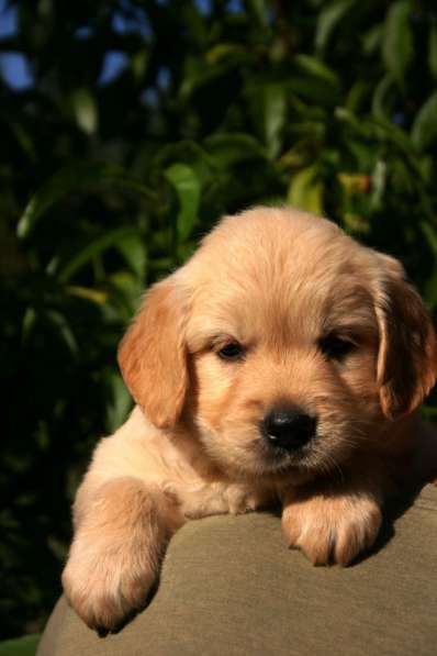 Golden retriever kennel offers puppies