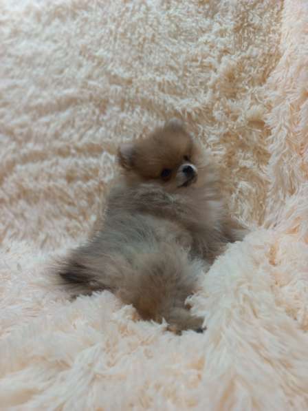 Pomeranian spitz. Mini boy's в фото 4