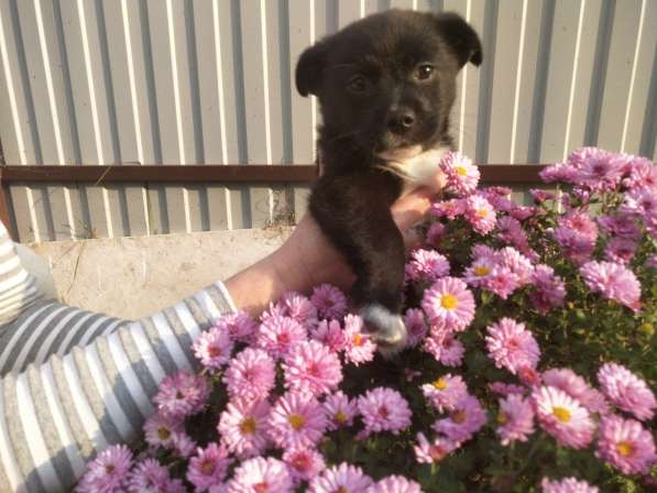 Две маленькие кнопки ищут дом в Санкт-Петербурге фото 6