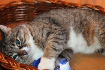 Отдам даром Чудесная кошечка ищет хозяина в Москве