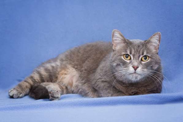 Британская кошка Беня в добрые руки в Москве фото 3