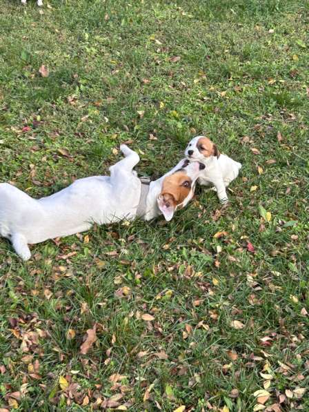 Щенки Джек Рассел терьер в Москве