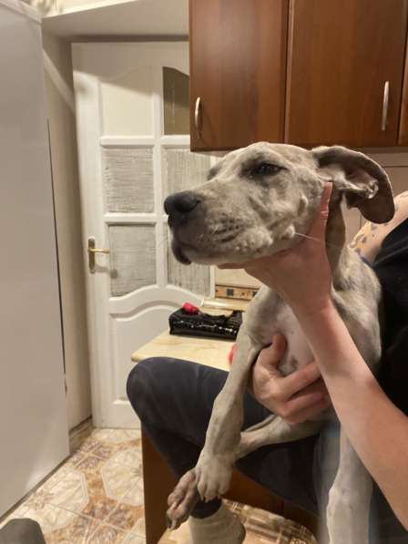 Дог в Москве фото 5