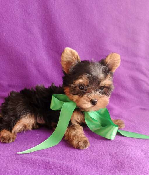 Девочка йорк