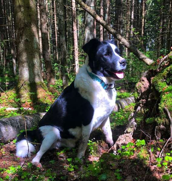 Белый Бим чёрное ухо в Москве фото 3