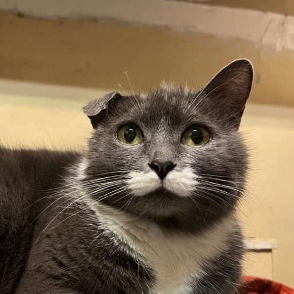 Очаровательная одноухая кошечка Муся в добрые руки