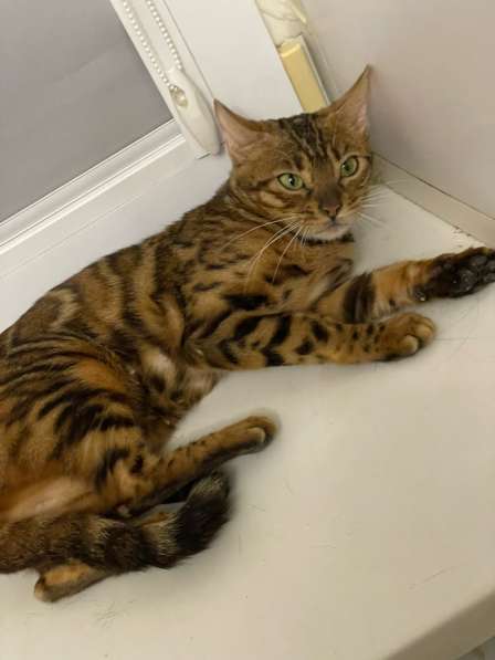 Бенгальская Кошка в Пятигорске