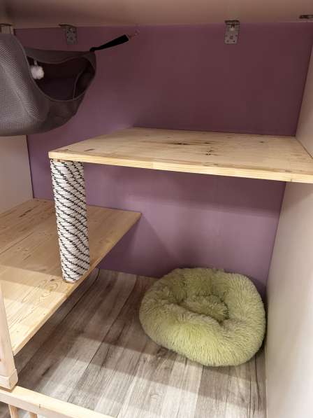 Передержка кошек. Астрахань в Астрахани фото 3