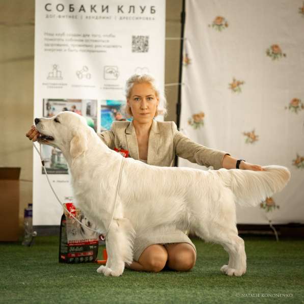 Щенки золотистого ретривера в Москве фото 10