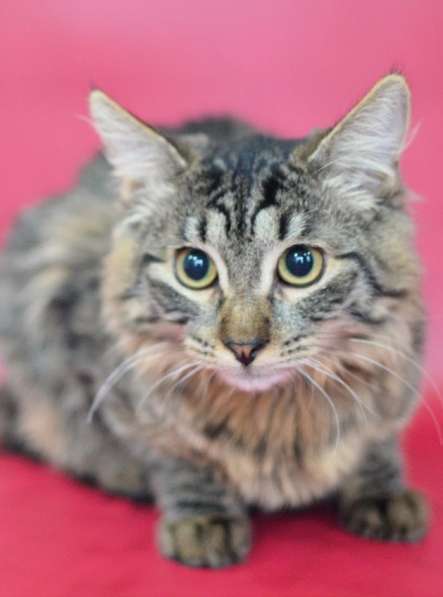 Очаровашка Лёвушка в поиске дома в Москве фото 7