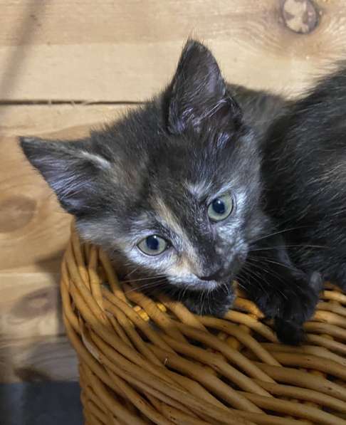 Отдам котенка в добрые, заботливые руки в Москве фото 3