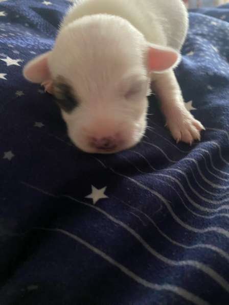 Щенки Джек-Рассел-терьера в Омске фото 3