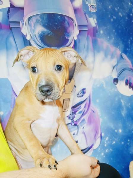 Щенки американского питбультерьера в Санкт-Петербурге фото 7